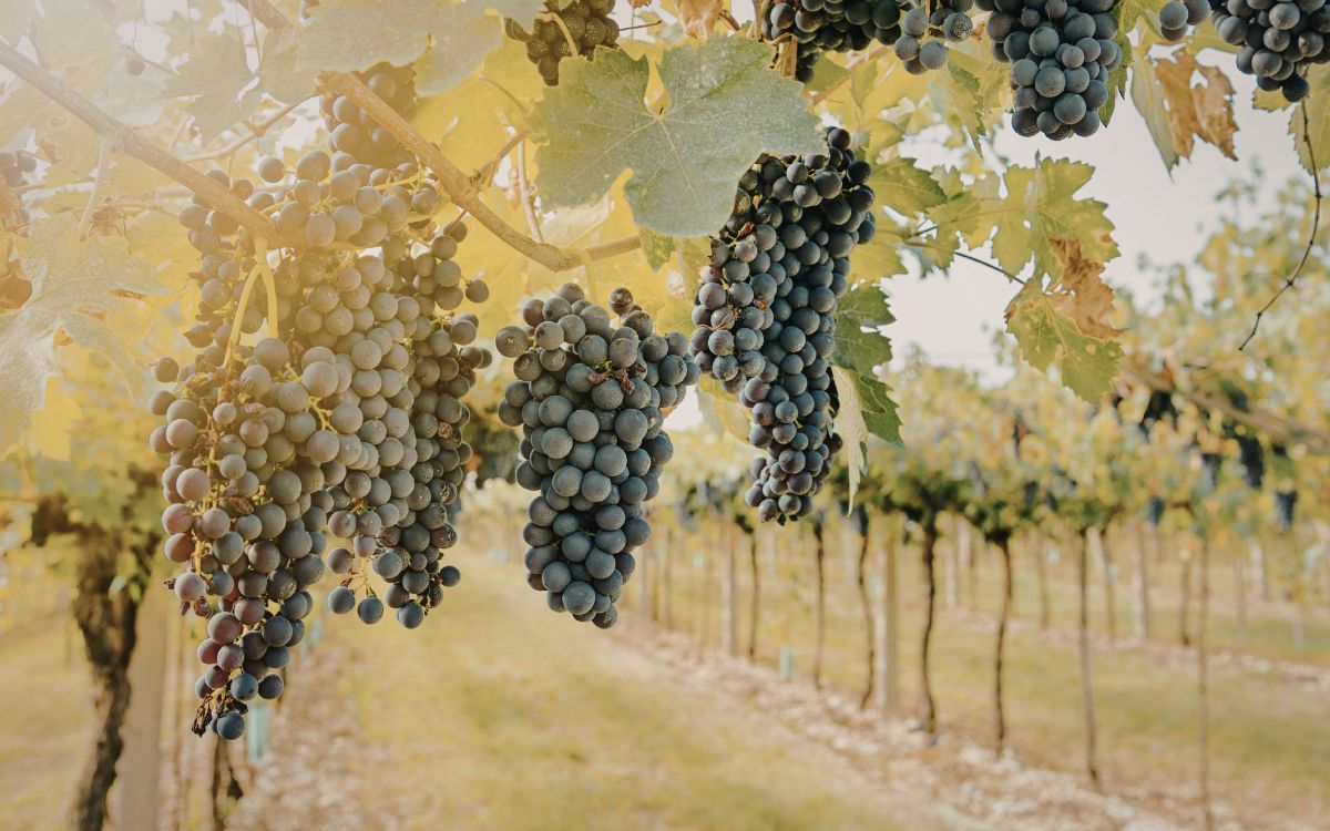 viñas en la ruta de los vinos