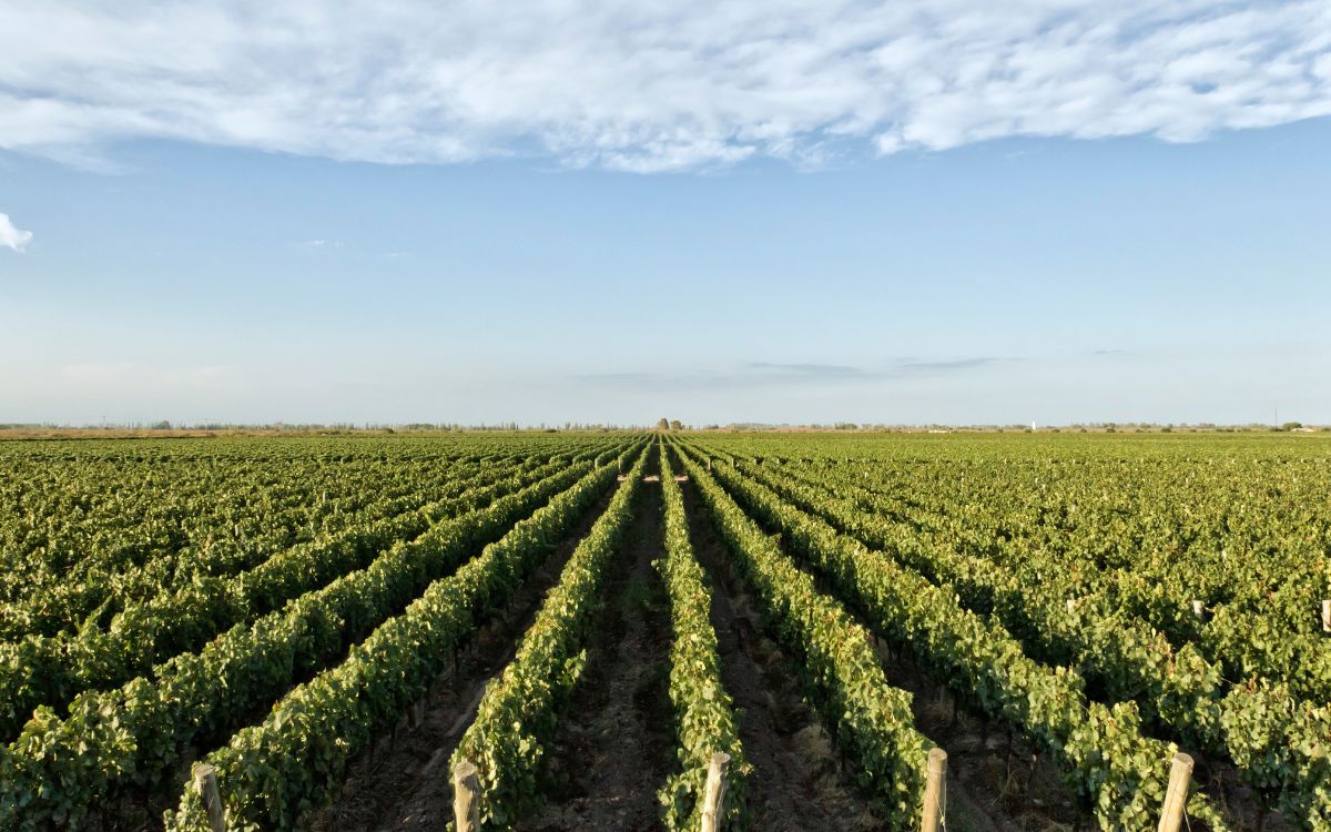 viñedos en ruta de los vinos